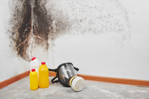 Best Attic Mold Removal  in Calabash, NC