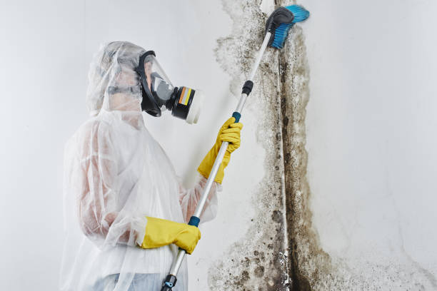 Mold Removal and Inspection in Calabash, NC